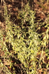 Genista tinctoria