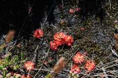 Drosera cuneifolia