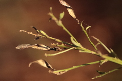 Genista tinctoria