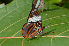 Adelpha epione
