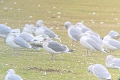 Larus argentatus vegae