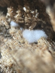 Beauveria bassiana
