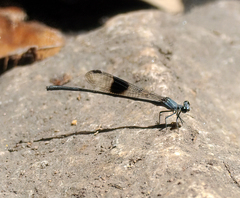 Nososticta kalumburu