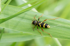 Clytus arietis