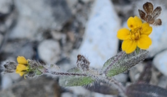 Sclerocarpus uniserialis