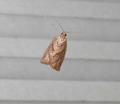 Apoctena
