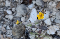 Sclerocarpus uniserialis