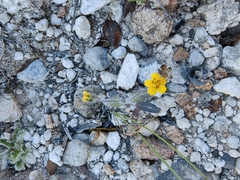 Sclerocarpus uniserialis