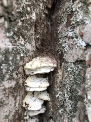 Rigidoporus