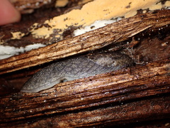 Prophysaon andersonii