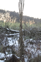 Verbascum densiflorum