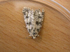 Bryophila domestica