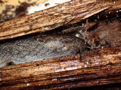Prophysaon andersonii