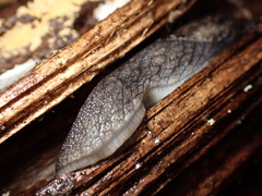 Prophysaon andersonii