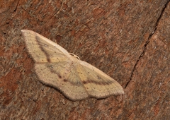 Cyclophora maderensis