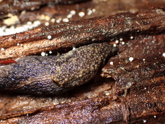 Prophysaon andersonii