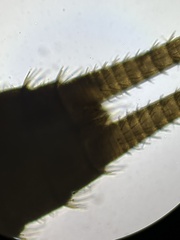 Isoperla difformis