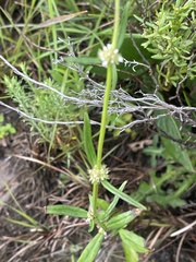 Spermacoce natalensis