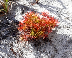 Oxalis polyphylla pentaphylla