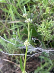 Spermacoce natalensis