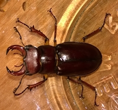 Lucanus capreolus