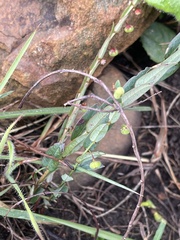 Phyllanthus glaucophyllus