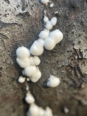 Trichoderma viride
