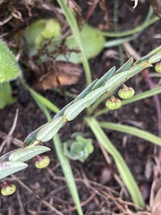 Phyllanthus glaucophyllus