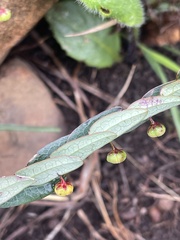 Phyllanthus glaucophyllus