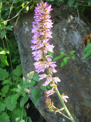 Francoa appendiculata