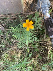 Tagetes lunulata