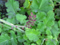 Francoa appendiculata