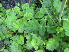 Francoa appendiculata