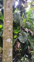 Magnolia hernandezii