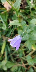 Campanula rhomboidalis