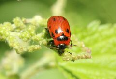 Gonioctena viminalis