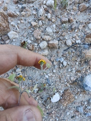 Sclerocarpus uniserialis