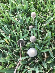 Panaeolus papilionaceus