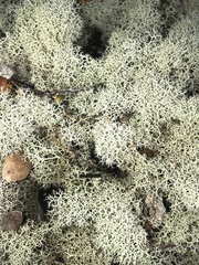 Cladonia confusa