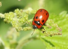 Gonioctena viminalis