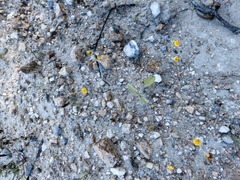 Sclerocarpus uniserialis