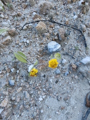 Sclerocarpus uniserialis