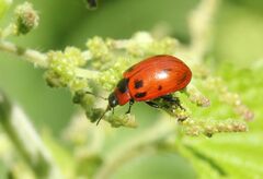Gonioctena viminalis