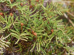 Gleichenia alpina