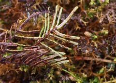 Gleichenia alpina
