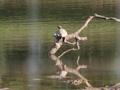 Mauremys leprosa leprosa