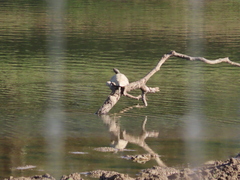 Mauremys leprosa leprosa