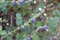 Salvia leptostachys