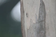 Tetraponera rufonigra