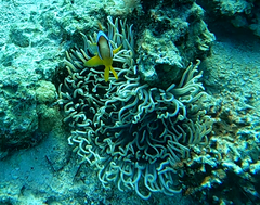 Heteractis crispa